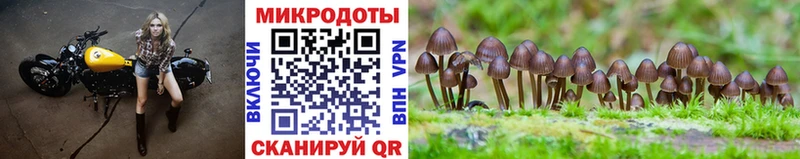 Галлюциногенные грибы Cubensis  Кашин 